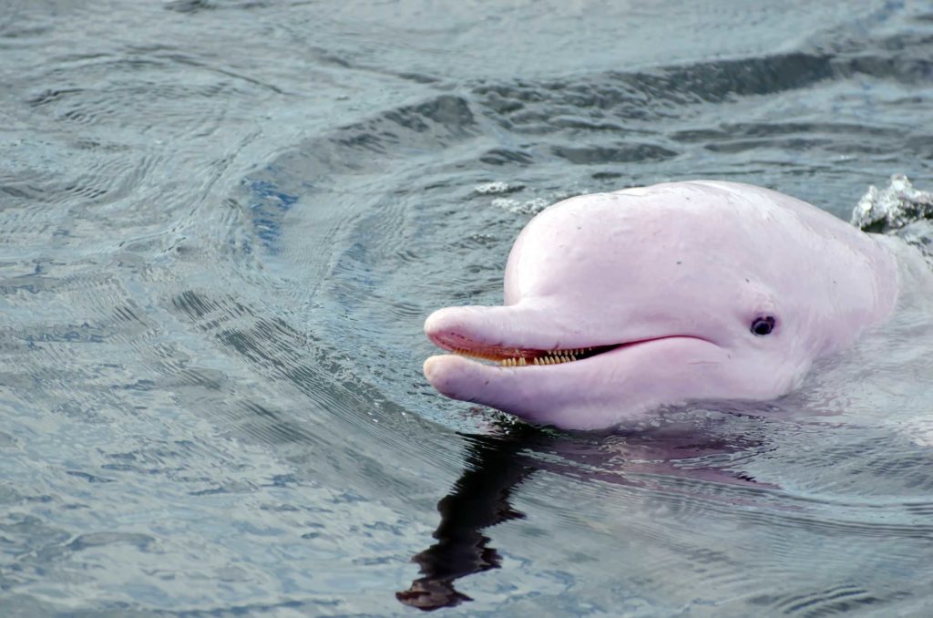 Pink Dolphin Hong Kong