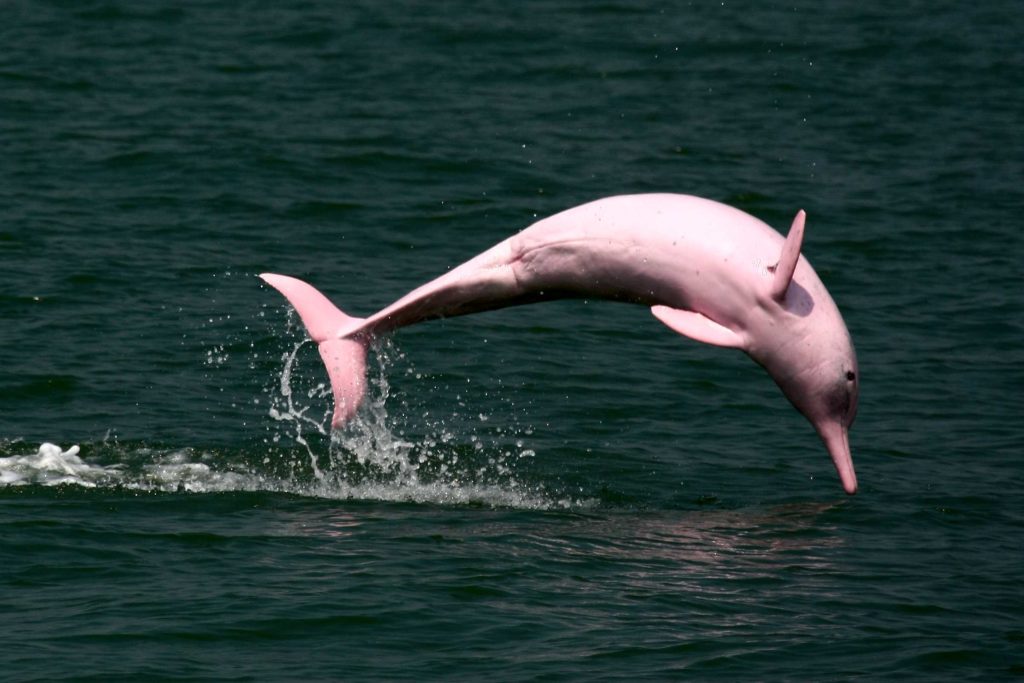 Hong Kong Pink Dolphin